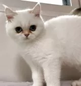 ブリティッシュショートヘア【兵庫県・女の子・2025年7月2日・シルバーポイント】の写真3