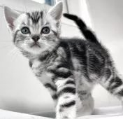 アメリカンショートヘア【兵庫県・男の子・2025年10月5日・シルバータビー】の写真3