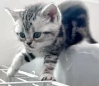 アメリカンショートヘア【兵庫県・女の子・2025年3月17日・シルバータビー】の写真4