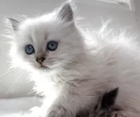 ブリティッシュショートヘア【兵庫県・女の子・2025年5月30日・シルバーポイント(変わるかも知れません)】の写真3