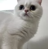 ブリティッシュショートヘア【兵庫県・女の子・2025年7月2日・シルバーポイント】の写真5