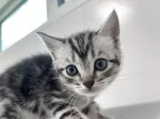 アメリカンショートヘア【兵庫県・女の子・2025年10月7日・シルバータビー】の写真5