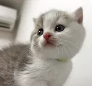 スコティッシュフォールド(立ち耳)【兵庫県・男の子・2025年6月21日・シルバータビー&ホワイト】の写真5