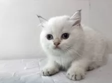 ブリティッシュショートヘア【兵庫県・女の子・2025年7月2日・シルバーポイント】の写真5