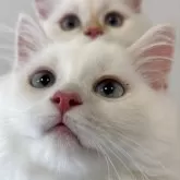 スコティッシュフォールド(立ち耳)【兵庫県・男の子・2025年3月16日・ゴールデンポイント及びクリームポイントバン】の写真5