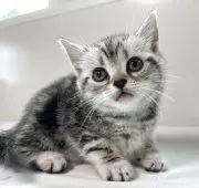 アメリカンショートヘア【兵庫県・女の子・2025年3月17日・シルバータビー】の写真6