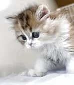 スコティッシュフォールド(立ち耳)【兵庫県・女の子・2025年7月7日・キャリコ】の写真6