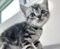 アメリカンショートヘア【兵庫県・女の子・2025年10月7日・シルバータビー】の写真6