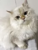 ブリティッシュロングヘア【兵庫県・男の子・2025年5月29日・シルバーポイント】の写真6