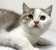 スコティッシュフォールド(立ち耳)【兵庫県・男の子・2025年6月21日・シルバータビー&ホワイト】の写真7