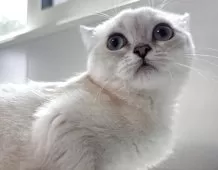 ブリティッシュショートヘア【兵庫県・女の子・2025年1月29日・シルバーポイント】の写真6