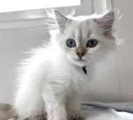 ブリティッシュショートヘア【兵庫県・女の子・2025年5月30日・シルバーポイント(変わるかも知れません)】の写真5