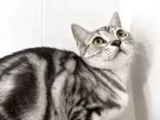 アメリカンショートヘア【兵庫県・女の子・2025年3月22日・シルバータビー】の写真8