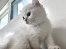 ブリティッシュショートヘア【兵庫県・女の子・2025年7月2日・シルバーポイント】の写真9