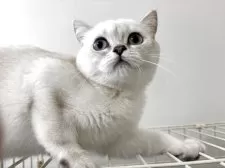 ブリティッシュショートヘア【兵庫県・女の子・2025年1月29日・シルバーポイント】の写真8