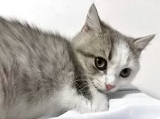 スコティッシュフォールド(立ち耳)【兵庫県・男の子・2025年6月21日・シルバータビー&ホワイト】の写真9