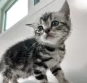 アメリカンショートヘア【兵庫県・女の子・2025年10月7日・シルバータビー】の写真9