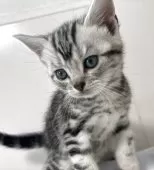 アメリカンショートヘア【兵庫県・男の子・2025年10月5日・シルバータビー】の写真9