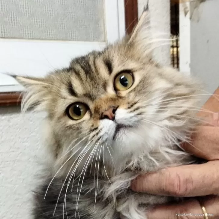 ID：2404-02546の子猫