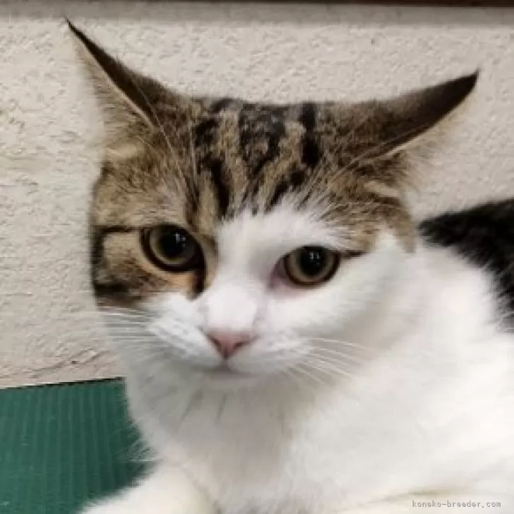 ID：2305-03861の子猫
