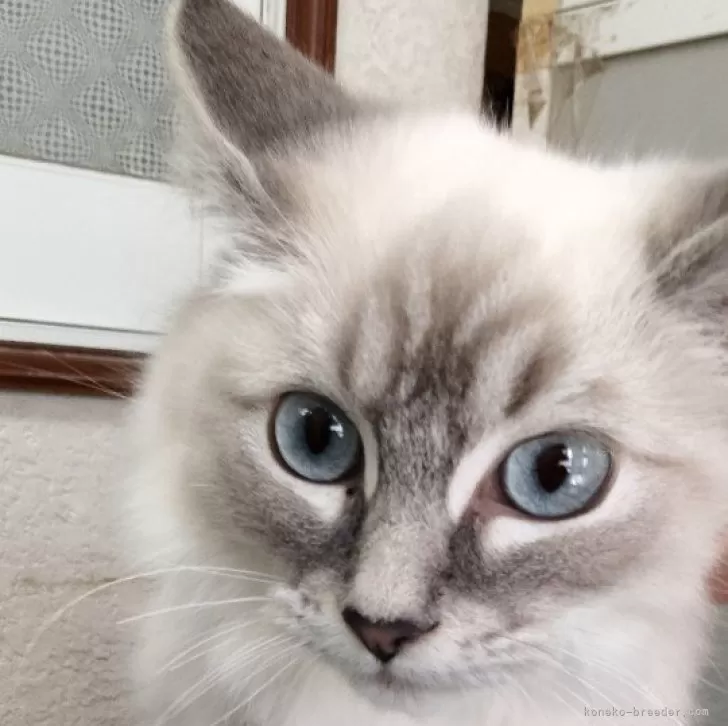 はる 様のお迎えした子猫
