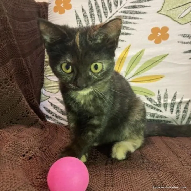 ID:2209-02793の子猫