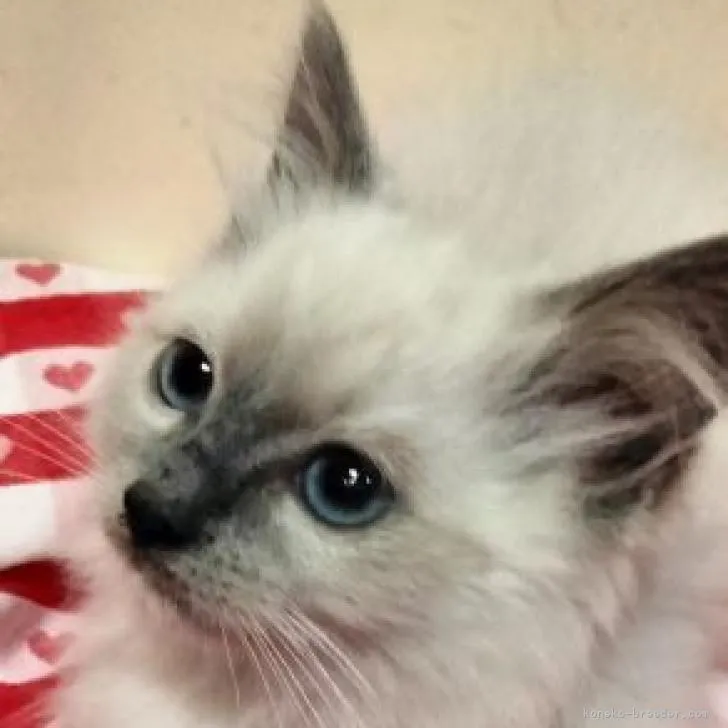 ID:2301-00786の子猫
