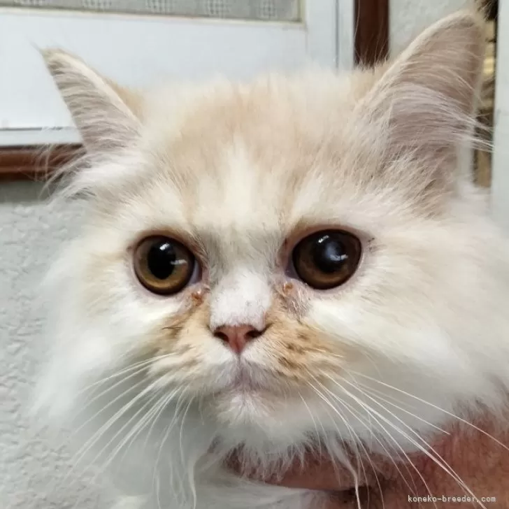 ID:2407-01060の子猫
