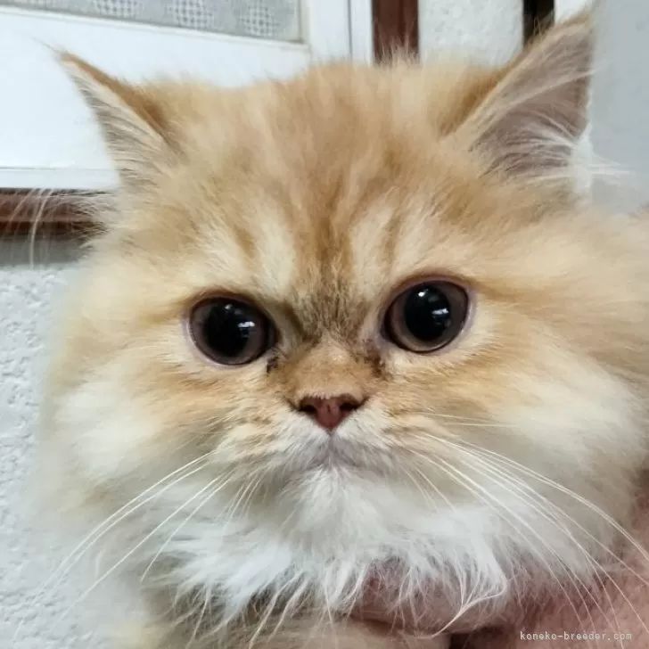 ID:2407-00739の子猫