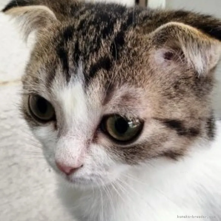 ID：2308-01571の子猫