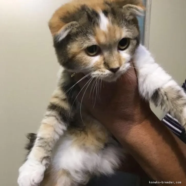 ID:2209-02794の子猫
