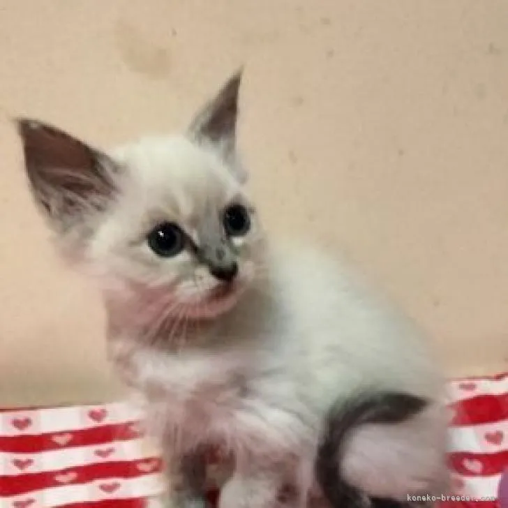 ID:2301-00784の子猫