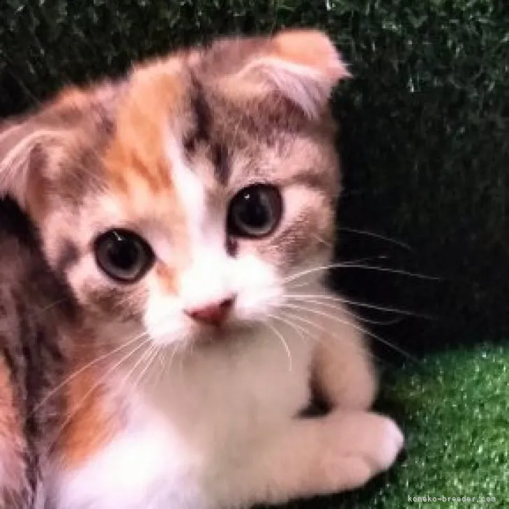 ID：2308-01575の子猫