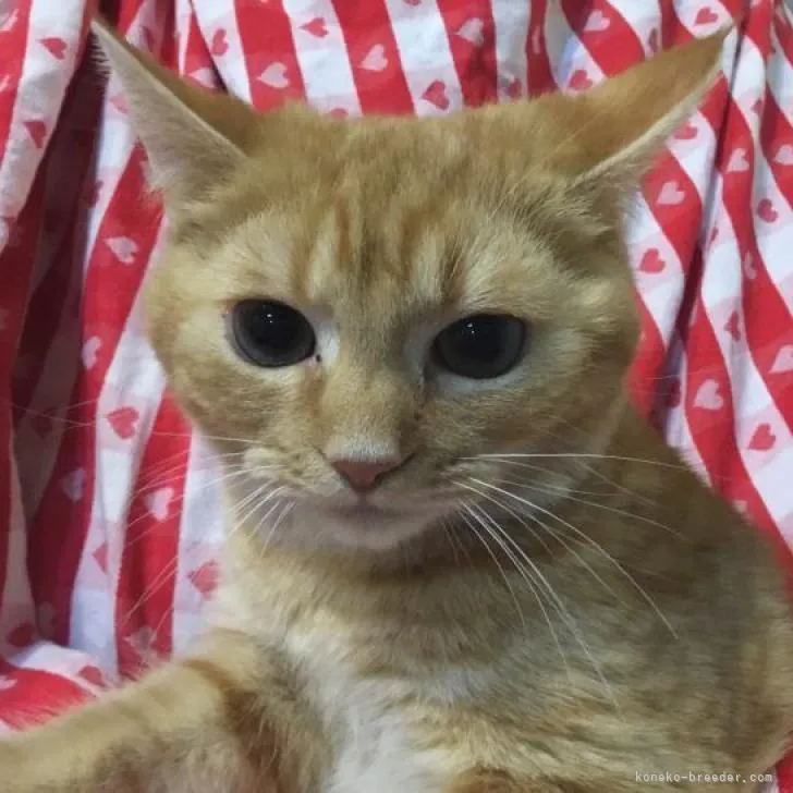 ID：2209-02788の子猫