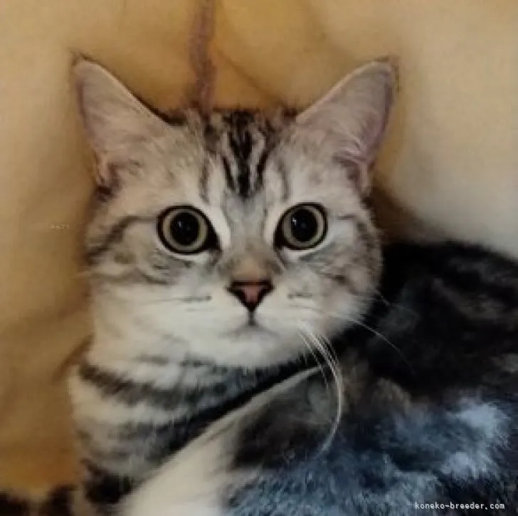 ID:2305-03860の子猫