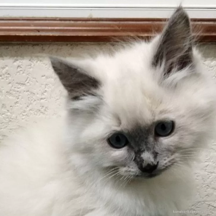 おかめ 様のお迎えした子猫