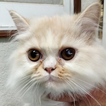 エキゾチックロングヘア【埼玉県・男の子・2024年5月15日・レッド&ホワイト】の写真「愛らしいエキゾチック君( ΦωΦ )」