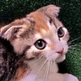 スコティッシュフォールド(折れ耳)【埼玉県・女の子・2023年6月15日・キャリコ】の写真4