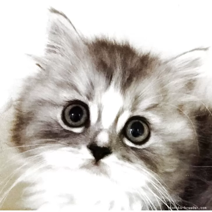 母猫は、スコティッシュ。父猫は、ラグドール。【埼玉県・女の子・2025年2月19日・ホワイト&amp;シルバー】の写真1