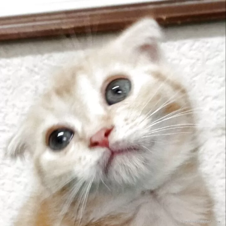 ID:2505-01888の子猫
