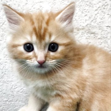 父猫ラグドール・母猫スコティッシュ【埼玉県・男の子・2025年3月15日・レッドタビー】の写真「フワフワな甘えん坊ฅ^•ω•^ฅ」