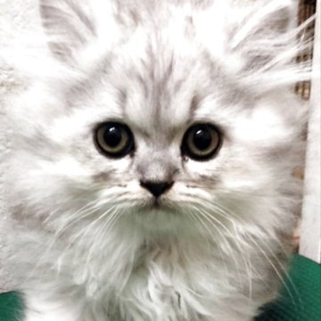 エキゾチックロングヘア【埼玉県・男の子・2025年4月9日・シルバー】の写真「ハンサムなエキゾチック君(≡^.^≡)♪」
