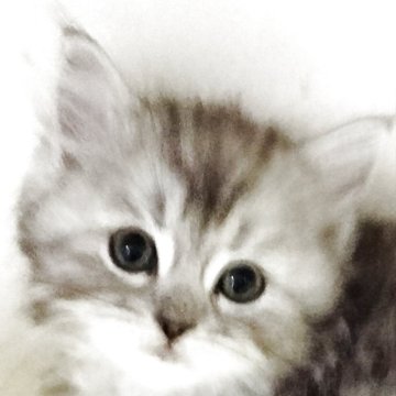 母猫は、スコティッシュ。父猫は、ラグドール。【埼玉県・女の子・2025年2月19日・ホワイト&シルバー】の写真「お目目クリクリ可愛い子猫ちゃん♬.*ﾟ」