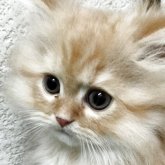 エキゾチックロングヘア