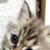 エキゾチックロングヘア