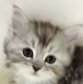 母猫は、スコティッシュ。父猫は、ラグドール。【埼玉県・女の子・2025年2月19日・ホワイト&シルバー】の写真5
