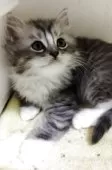 母猫は、スコティッシュ。父猫は、ラグドール。【埼玉県・男の子・2025年2月19日・ホワイト&シルバー】の写真5