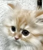 エキゾチックロングヘア【埼玉県・男の子・2025年4月9日・レッド】の写真6