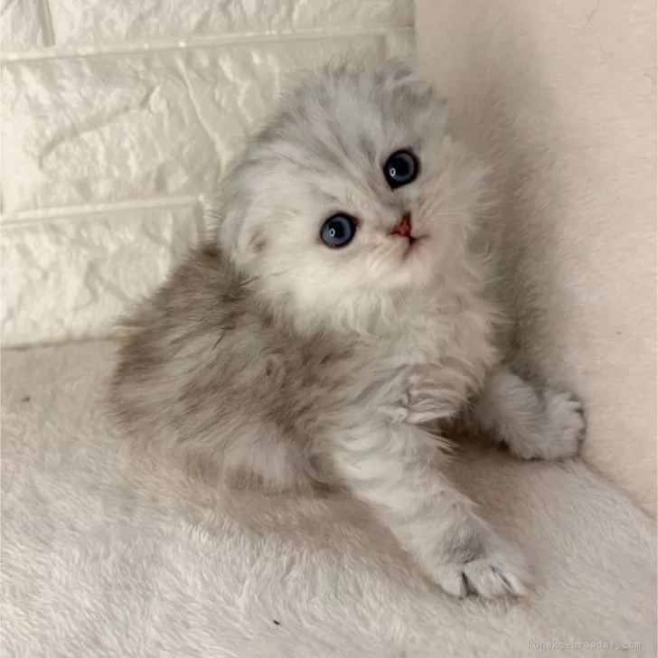 ID：2412-00243の子猫