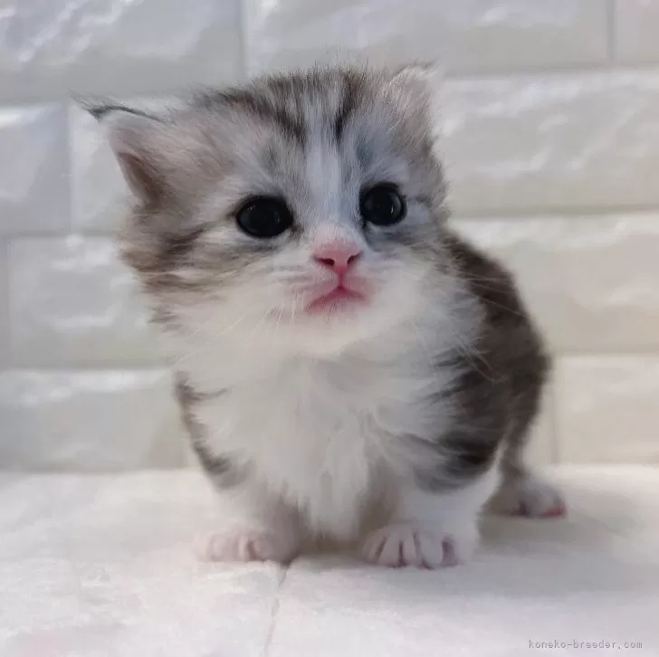 ID:2404-03008の子猫